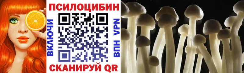 как найти   Курск  Псилоцибиновые грибы Psilocybe 